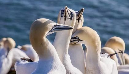 开云APP：一扇把日常生活串联起来的云端门